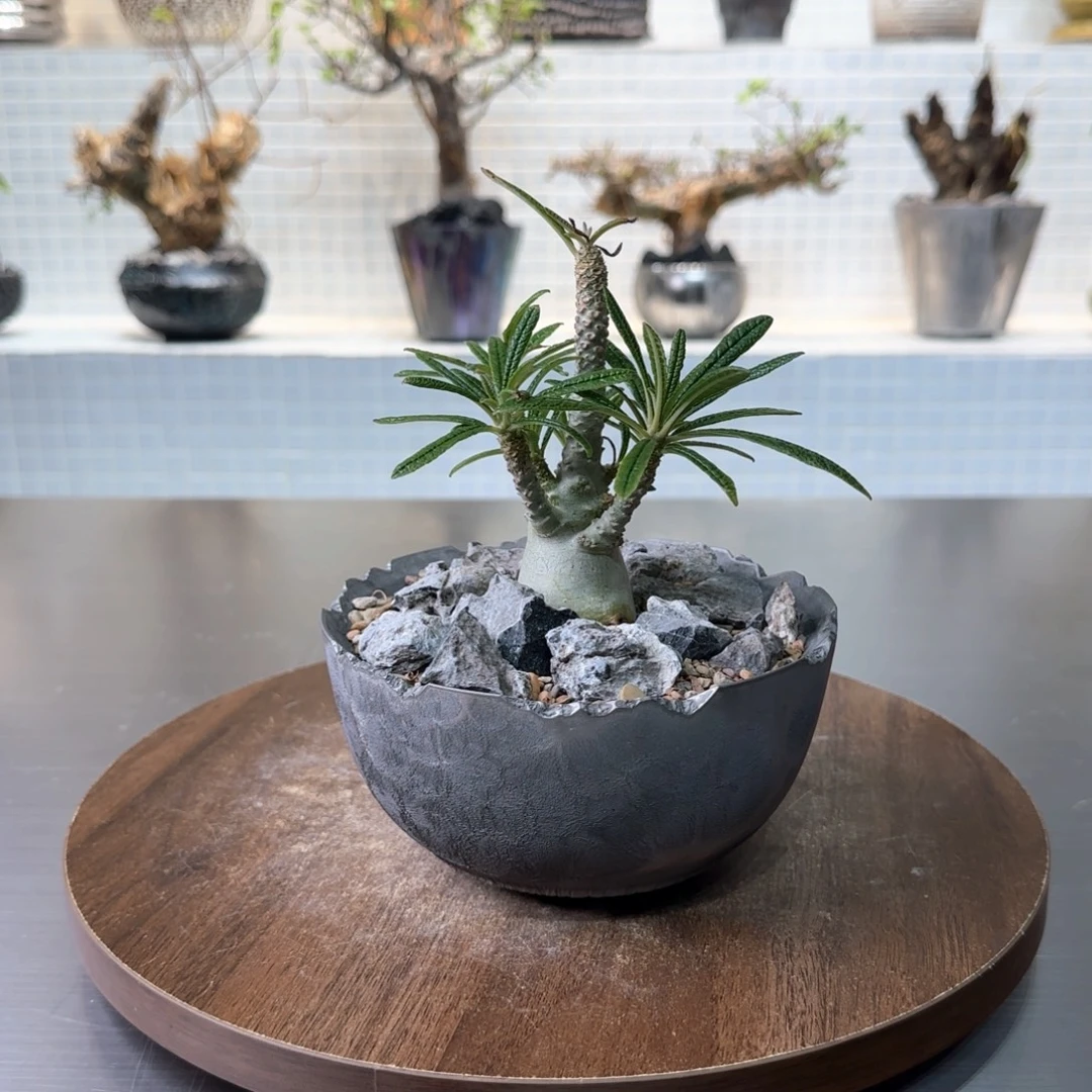 控养巨琉桑一物一拍