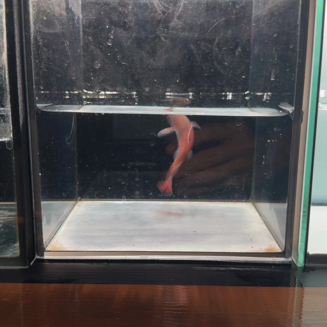 海水克里希那道金斯鲃