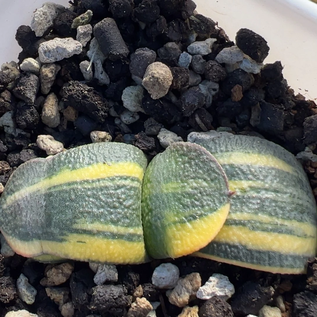 66多肉植物百科植物