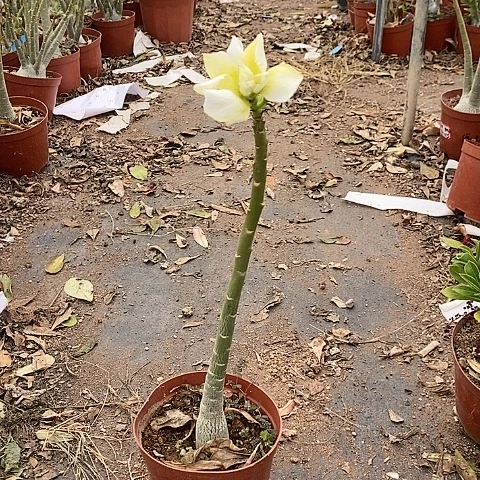 【闪购商品】信*绿植