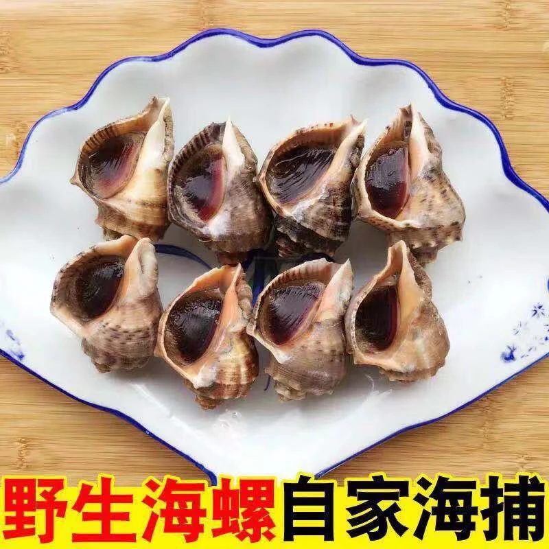 鲜活中海螺（5个左右一斤）吐紫色粘液为正常现象介意勿拍