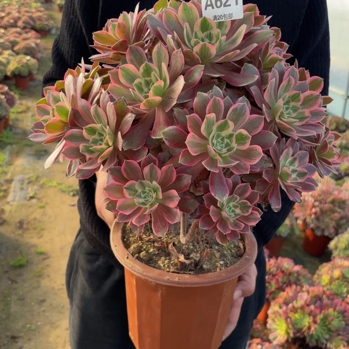 瑞妈，。。。。。。621浣纱，