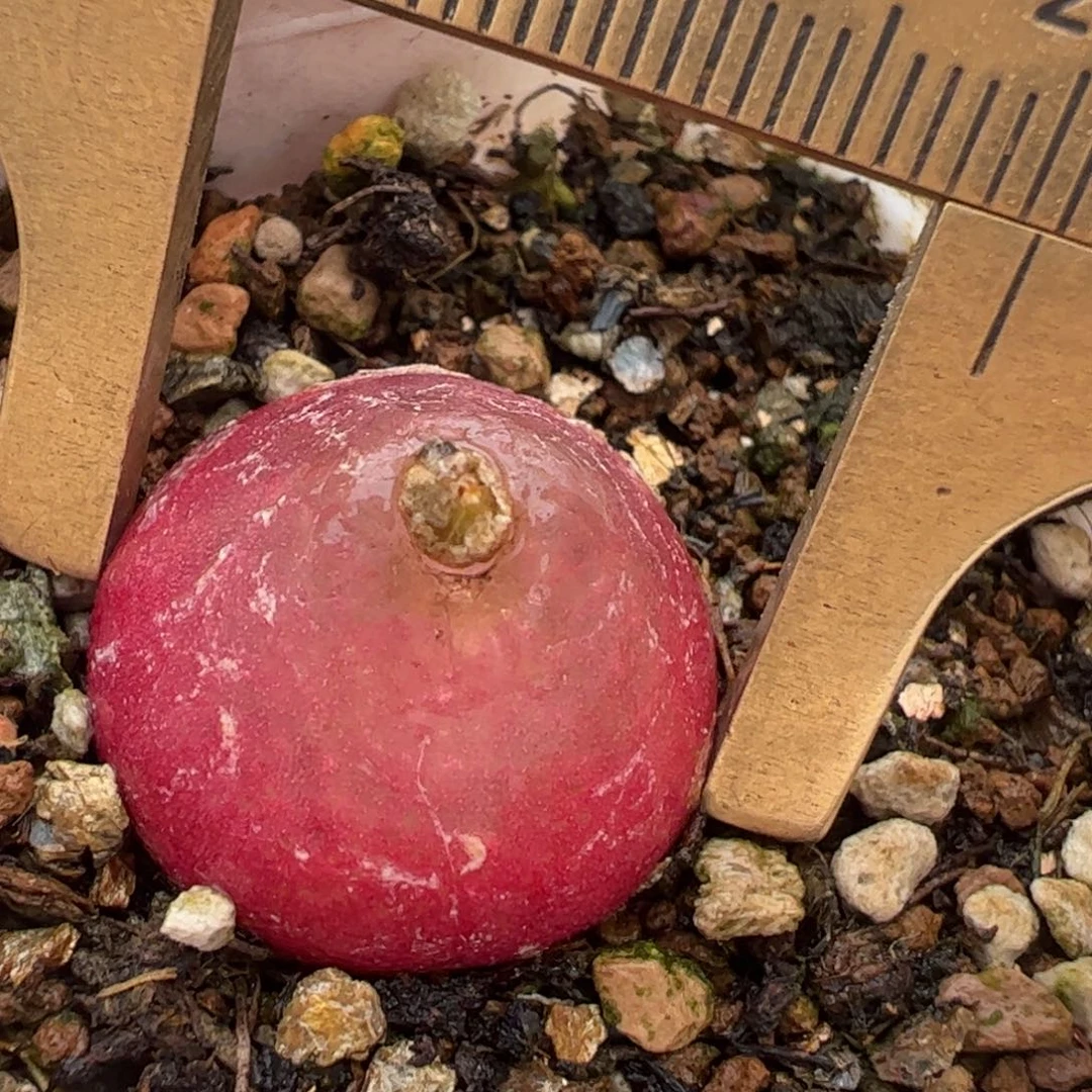 灯泡多肉植物百科1