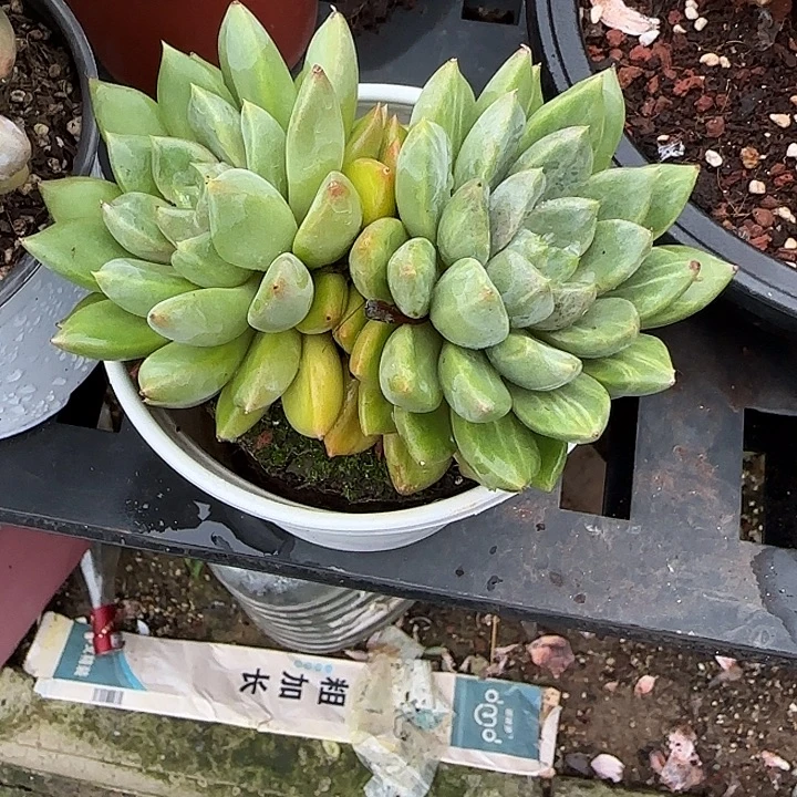 青蛙王子儿童牙膏11
