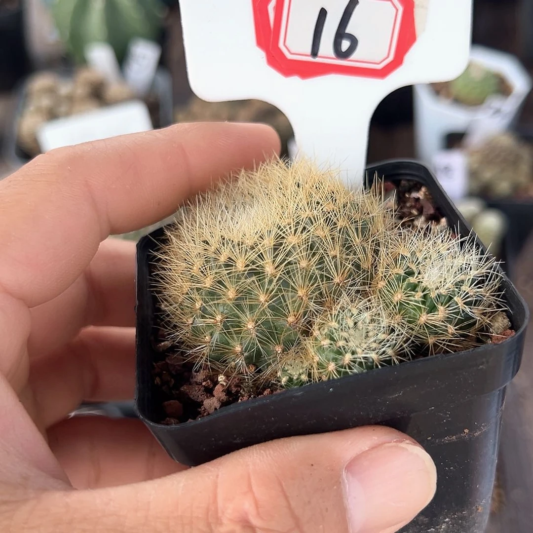 ****儿16往事多肉园仙人球往事