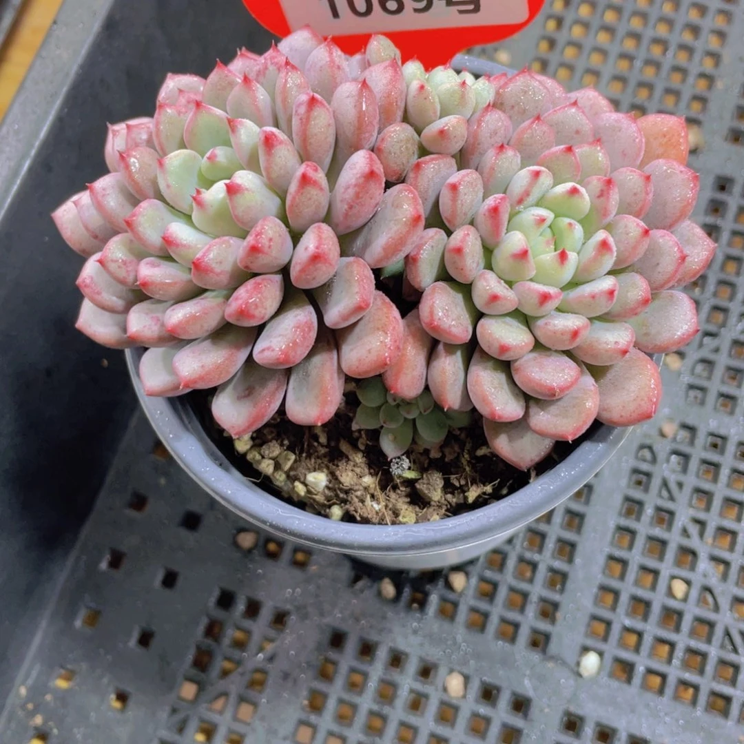 1069号 老桩飘枝雪桃