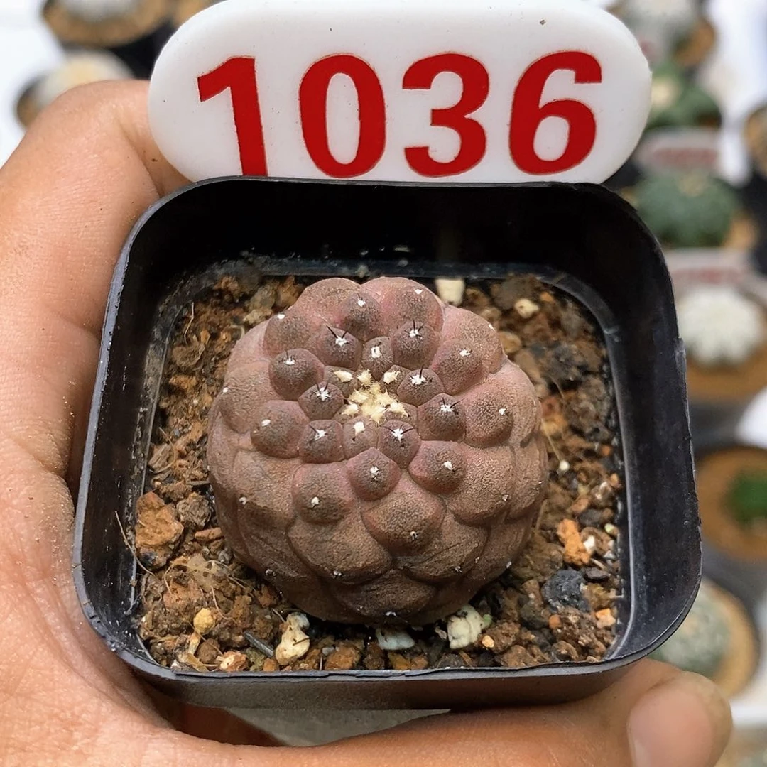 苏***西1036福利特价来了啊