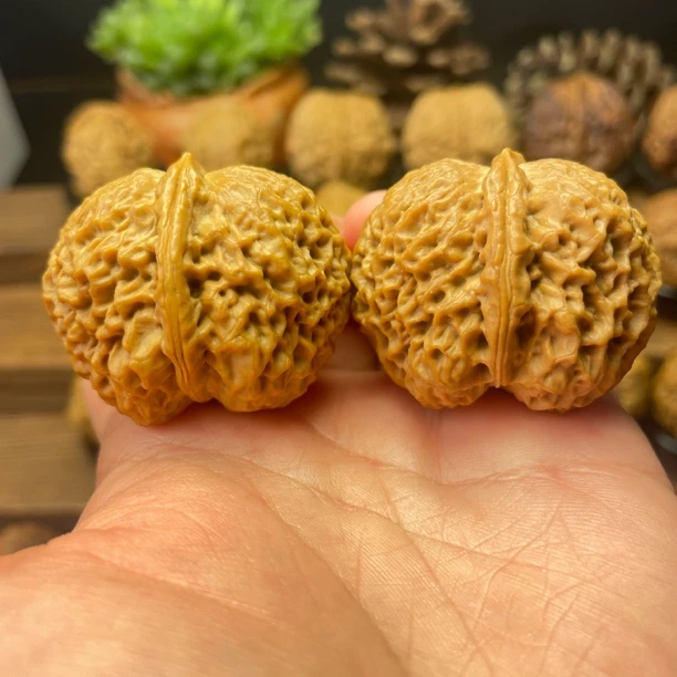 41尺寸  老款花王元宝（云南铁核桃一物一图产地直发）