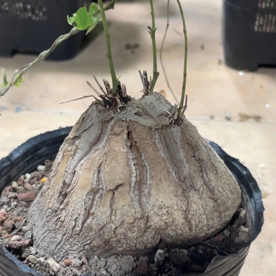 三芽点,龟甲龙11公分