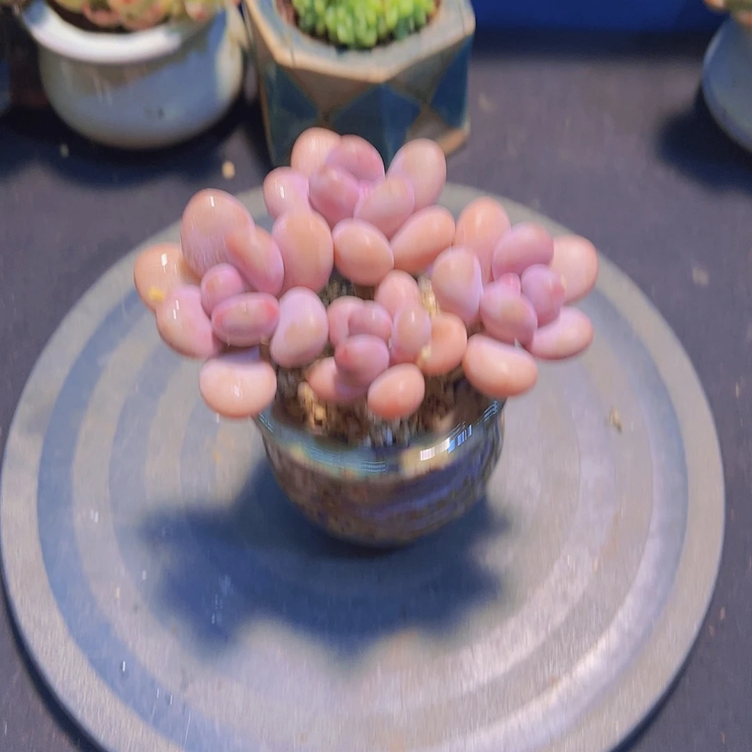一****鱼梅花蛋，多肉植物，
