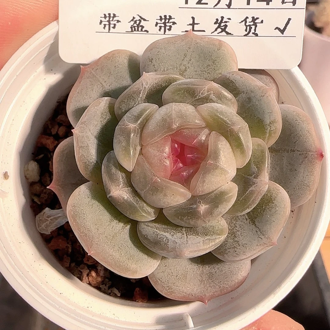多肉1214-259白恋