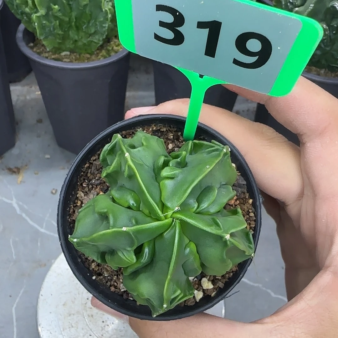 仙人球一物一拍319