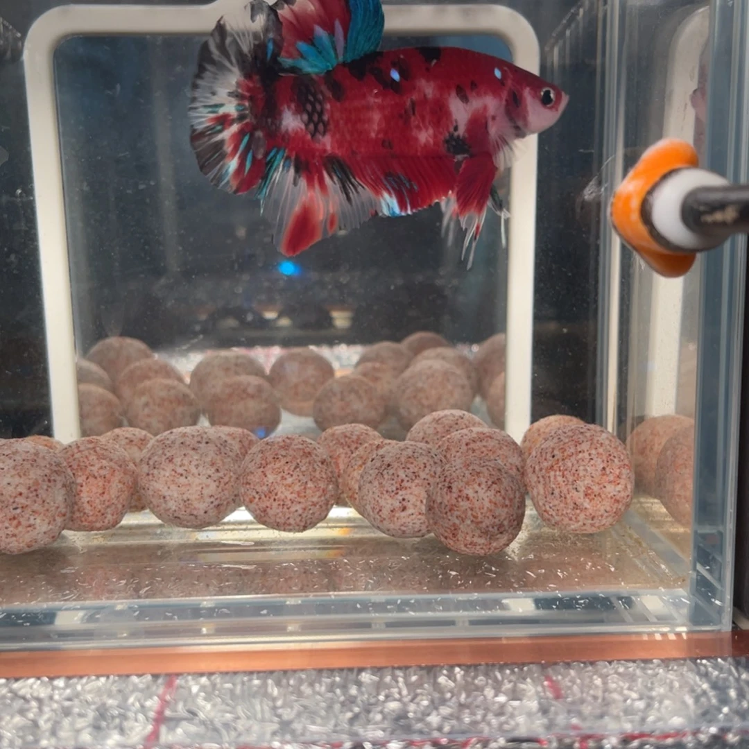 斗鱼1.5。 巨斗  094