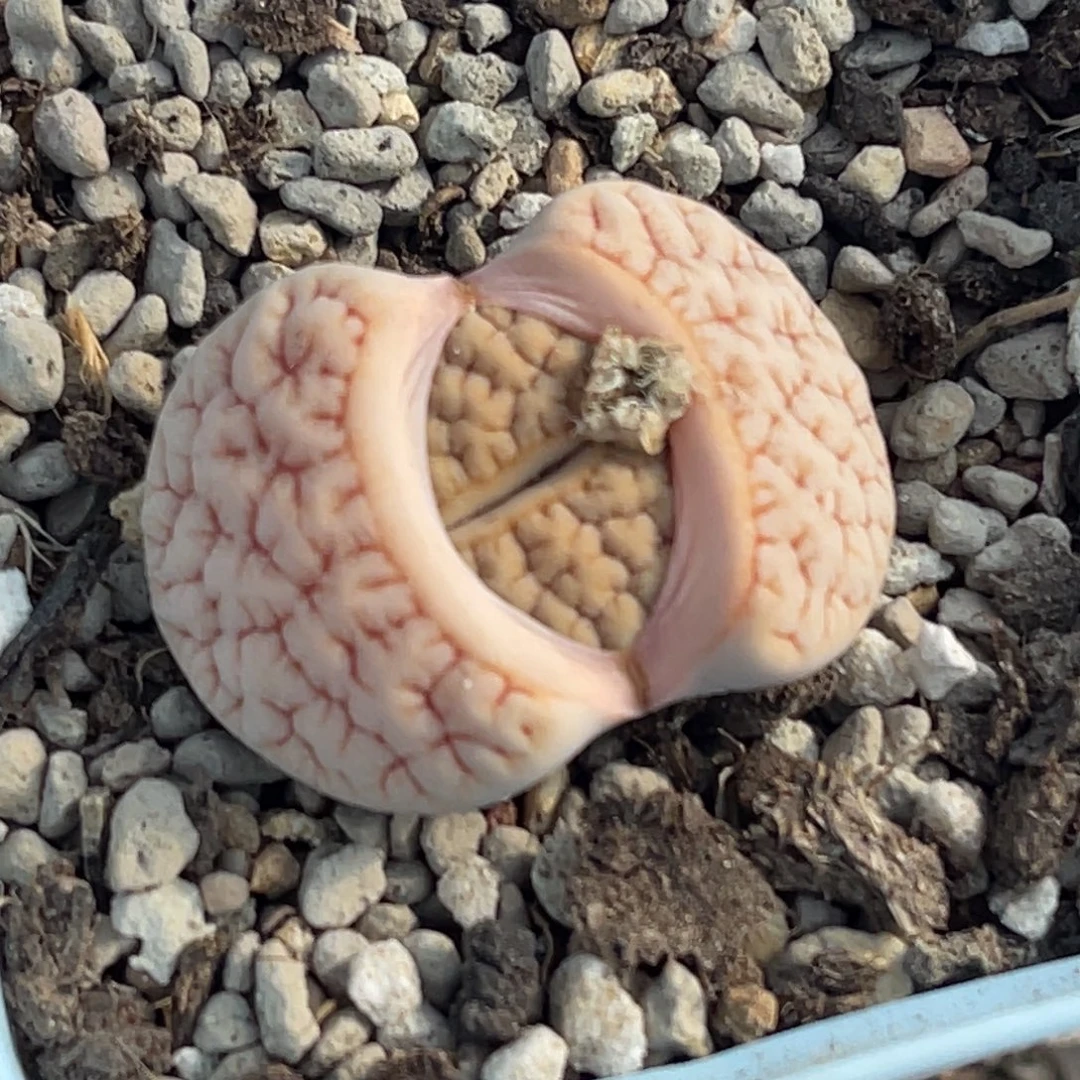 晴***娃7817粉色睫毛荒一颗