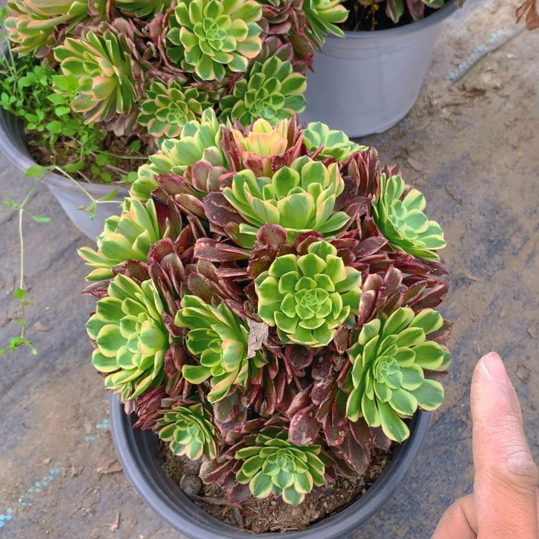 朝霞绣球多肉植物的