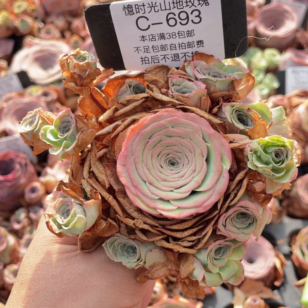 山地玫瑰C693裸根发货断枝不包损不售后