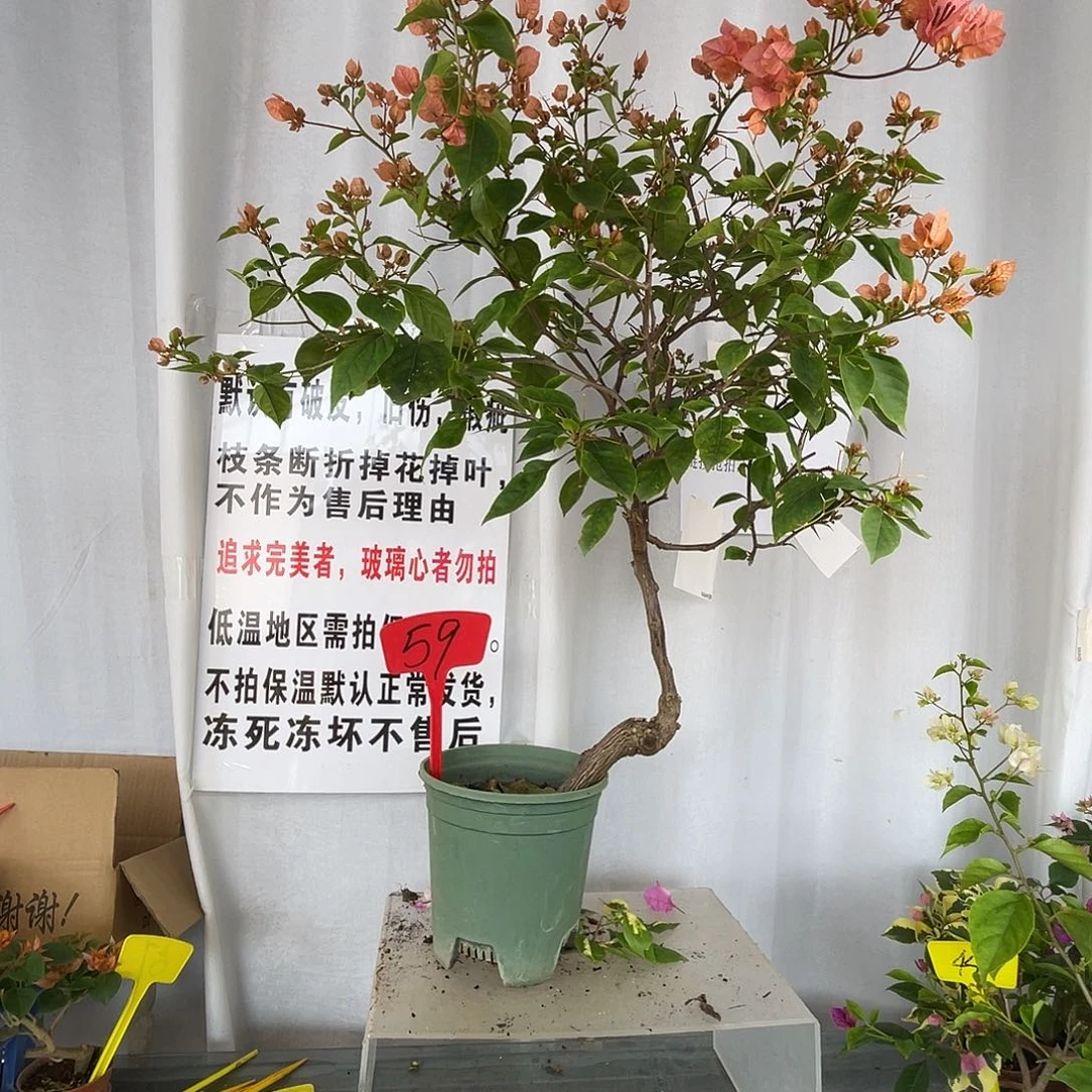 当前无花栽培后可以开花59橙粉公主桩