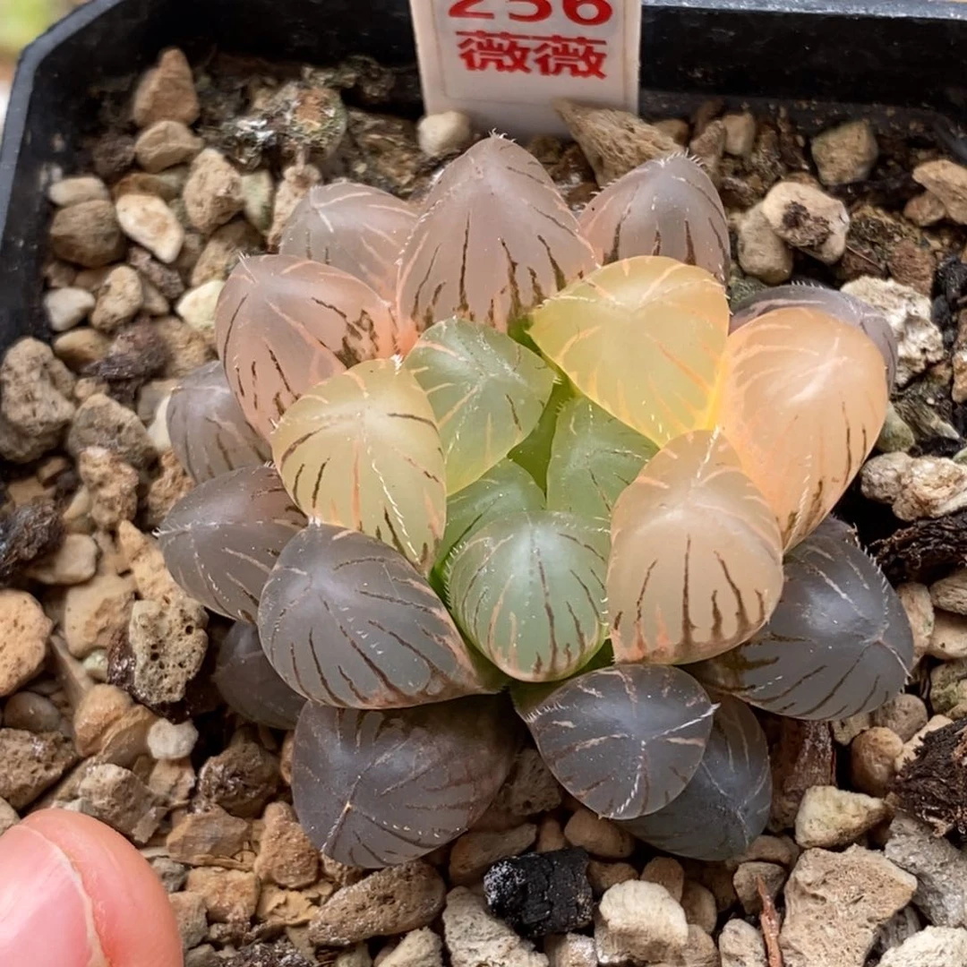 256紫镜玉露多肉植物