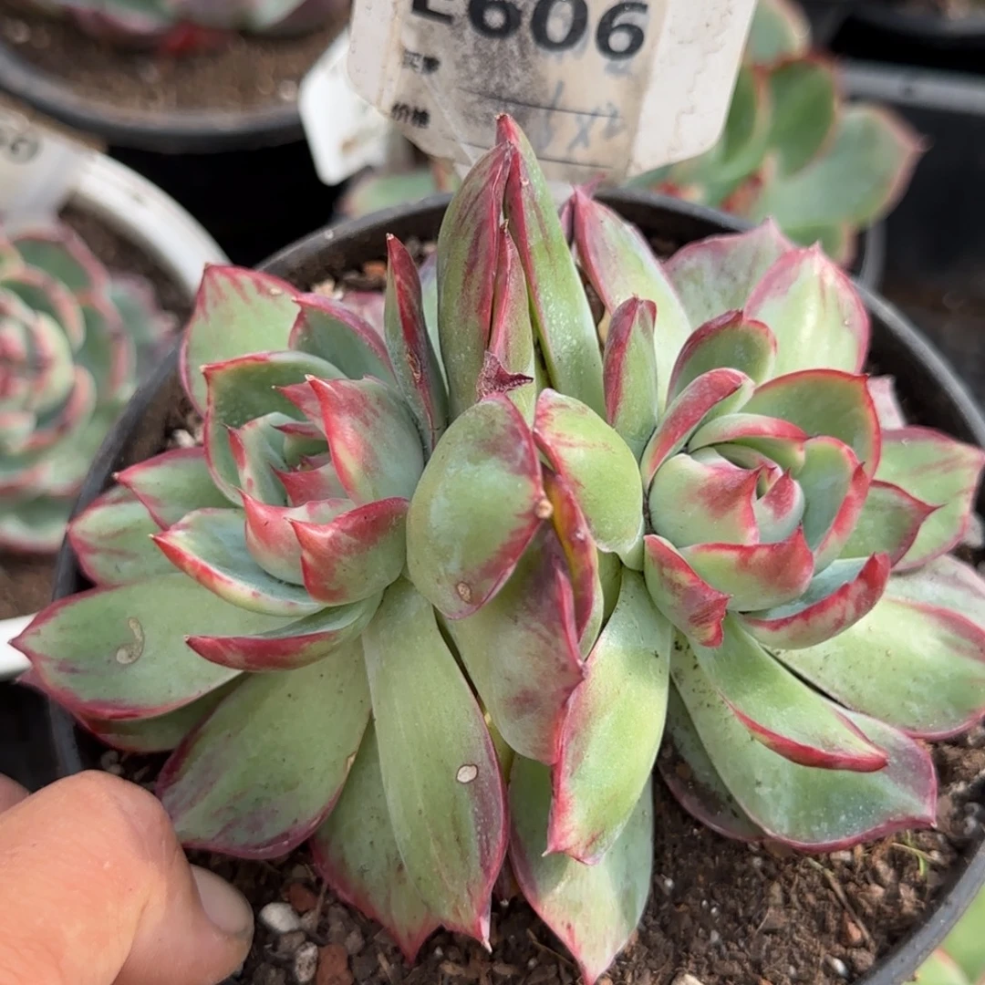 惊鸿一物一拍包装收缩花旱606