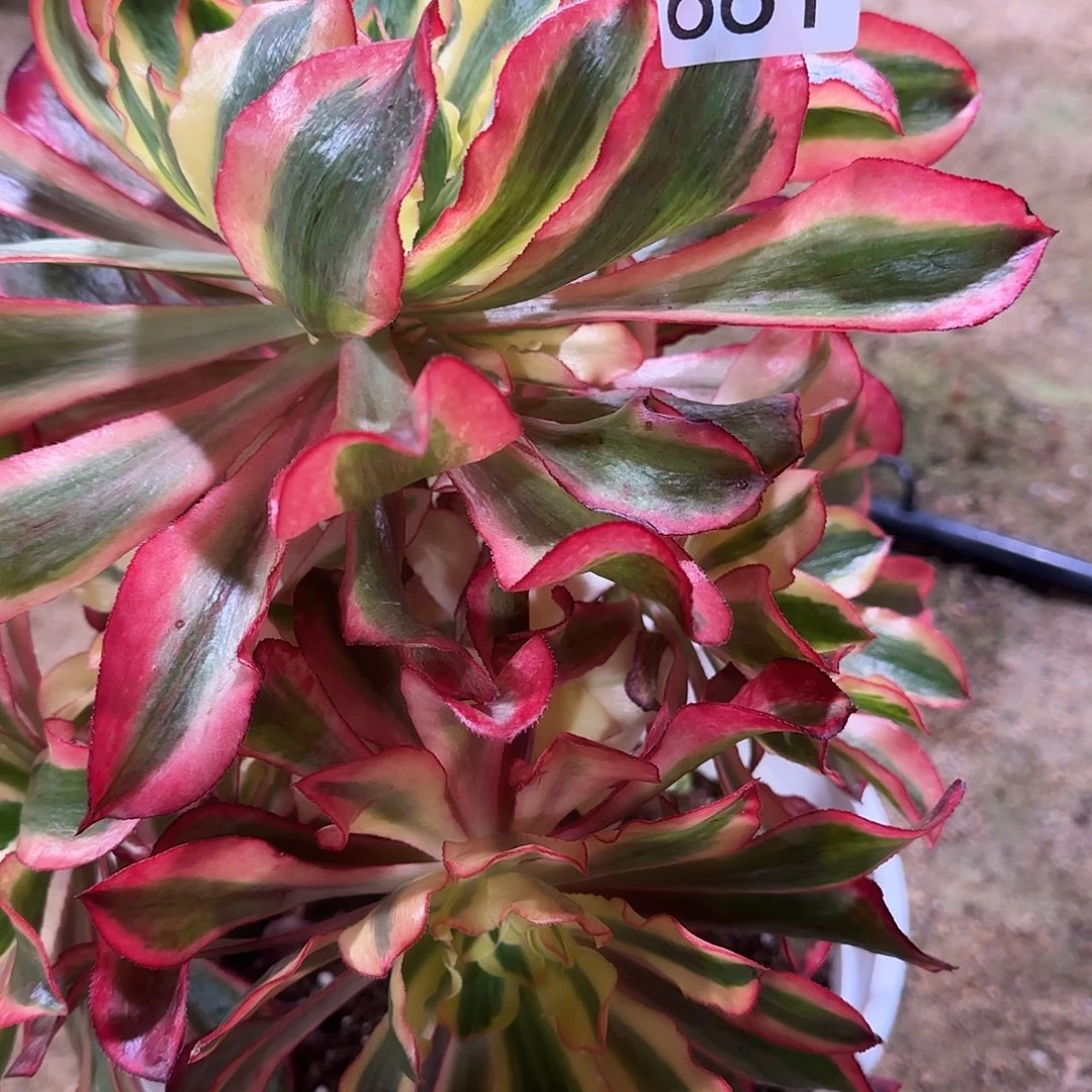 咪***条多肉植物法师魅影661