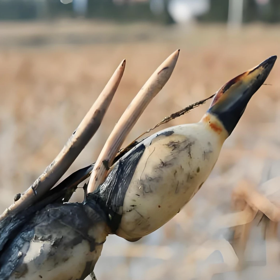 开白花九孔白莲藕藕种