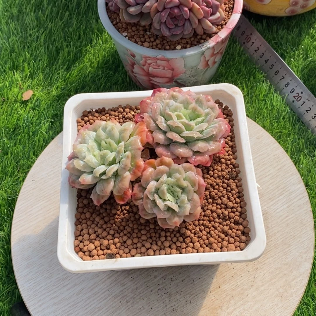 泡泡纱裙综合链接