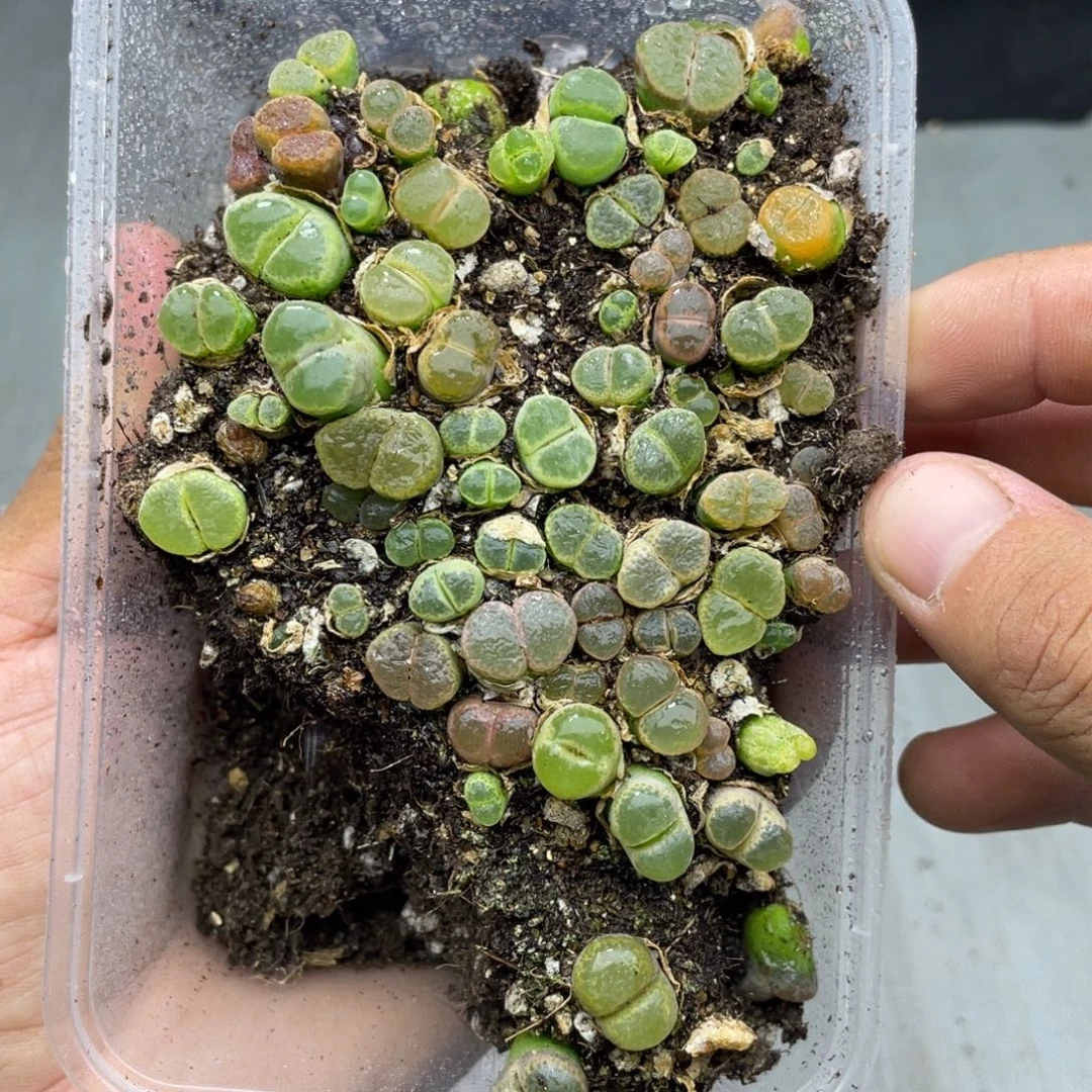 0000000000000000000921