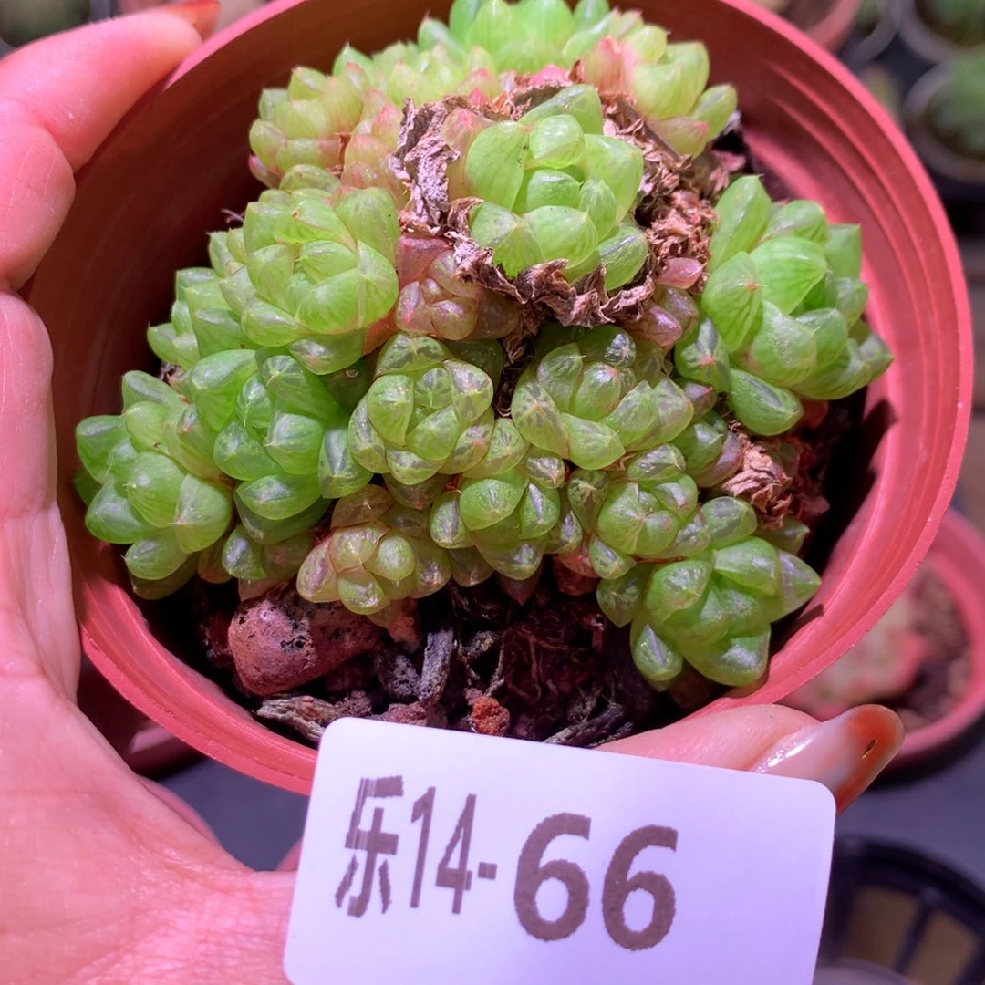 乐然14-66 草玉露群