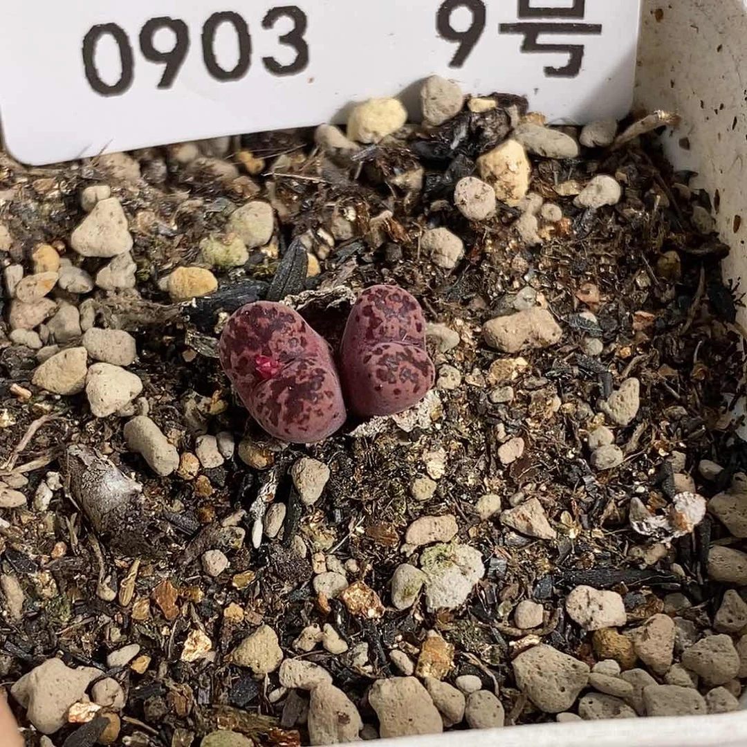 0903-9-马克李子福利。