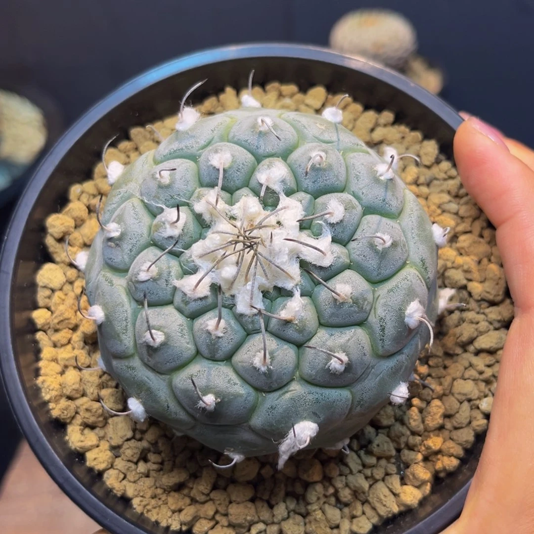 冬云Zzzzzzzzzzzzzz