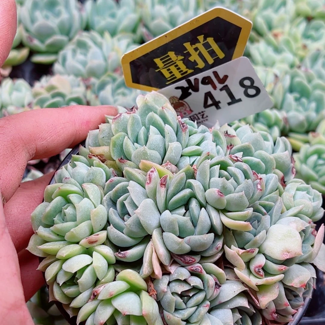 多肉植物多肉植物