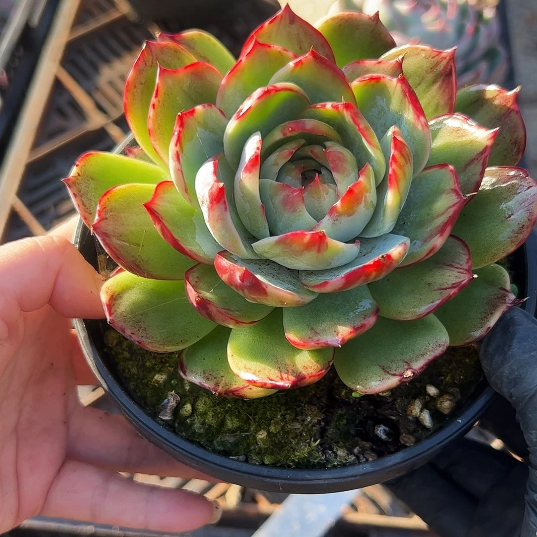 惊鸿仙子一物一拍2088号