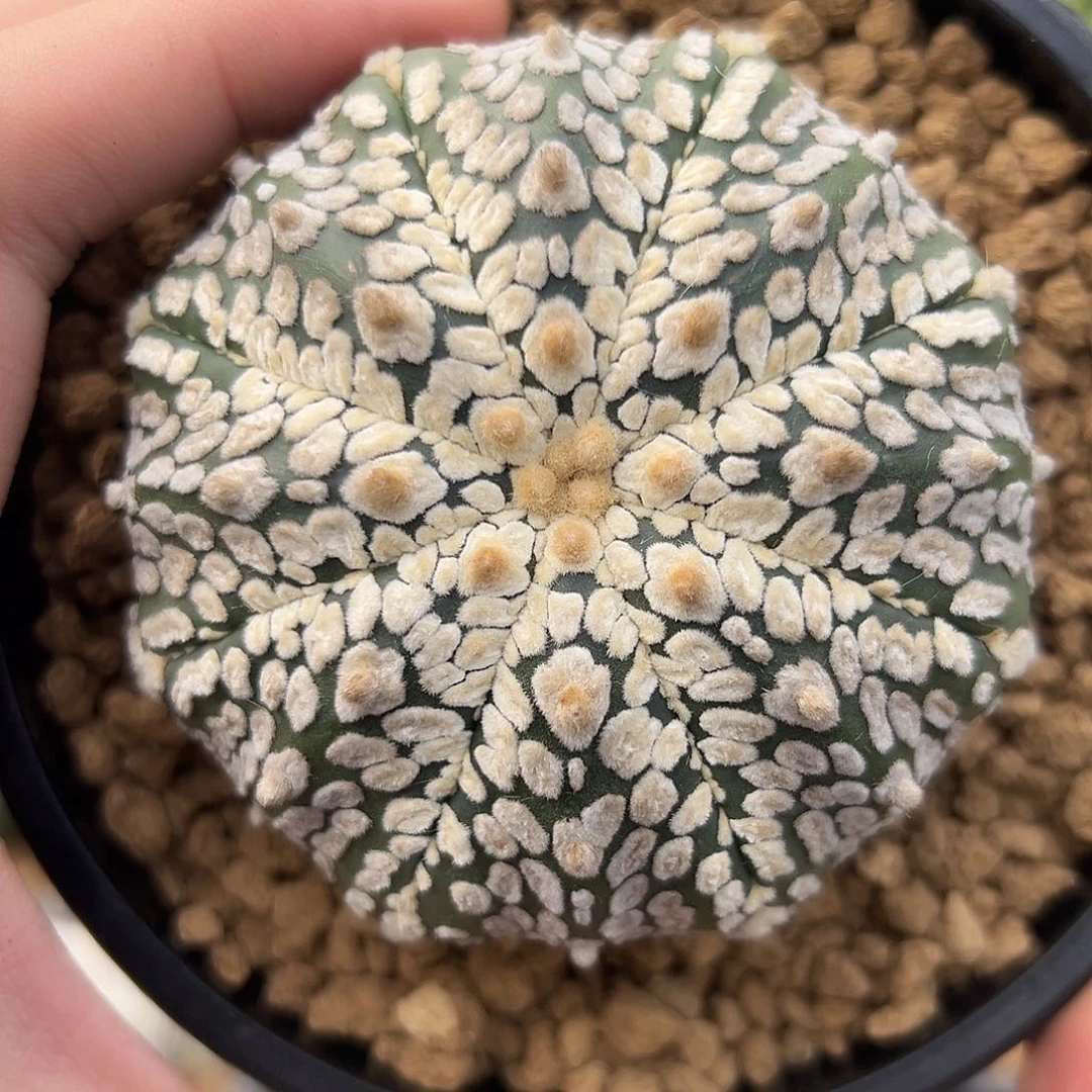 完全开放超兜ggggggg