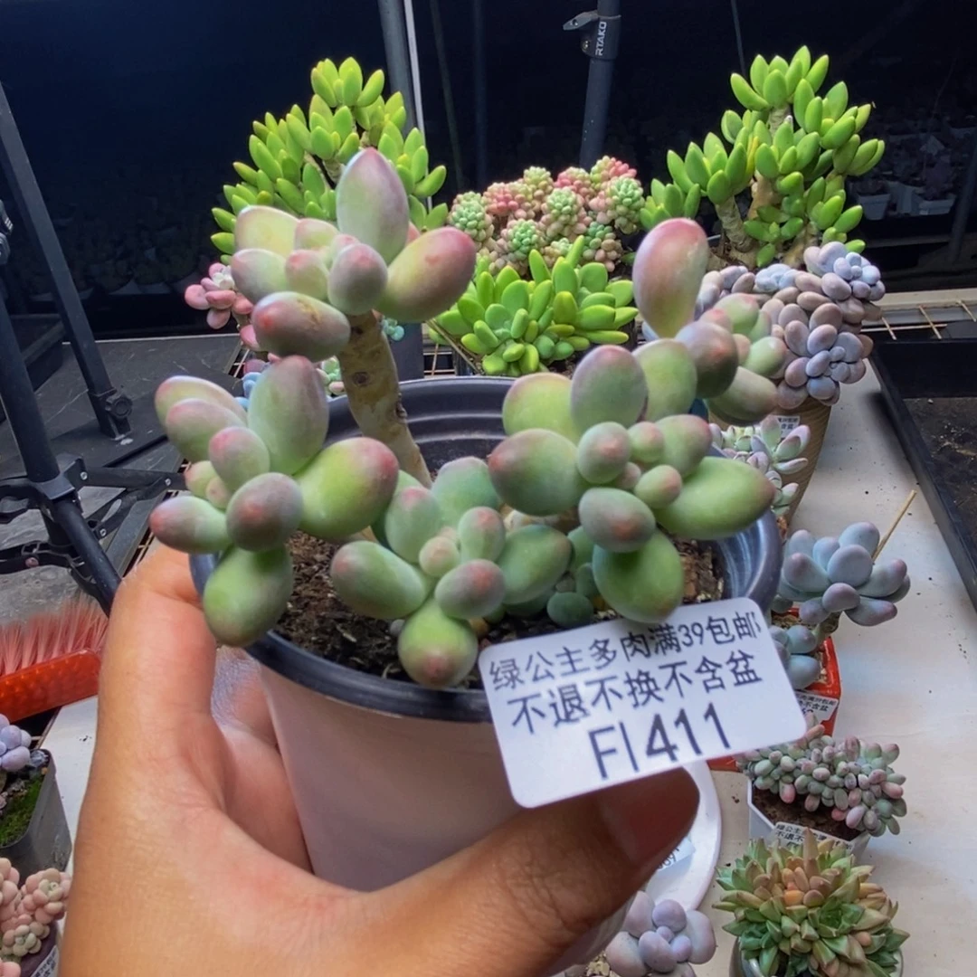 411苹果奶多肉7cm