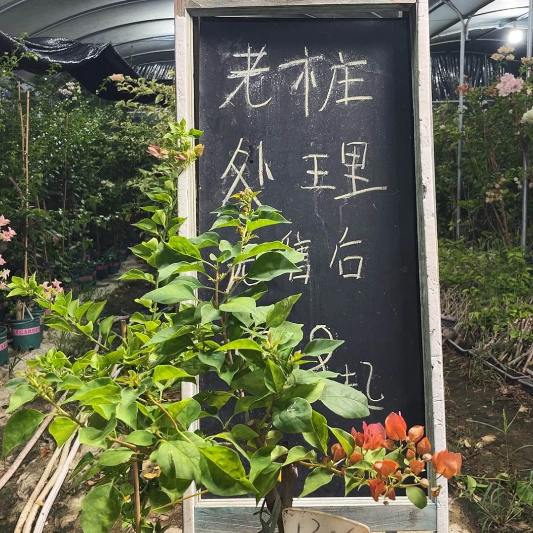 完全开放三角梅三角梅1306