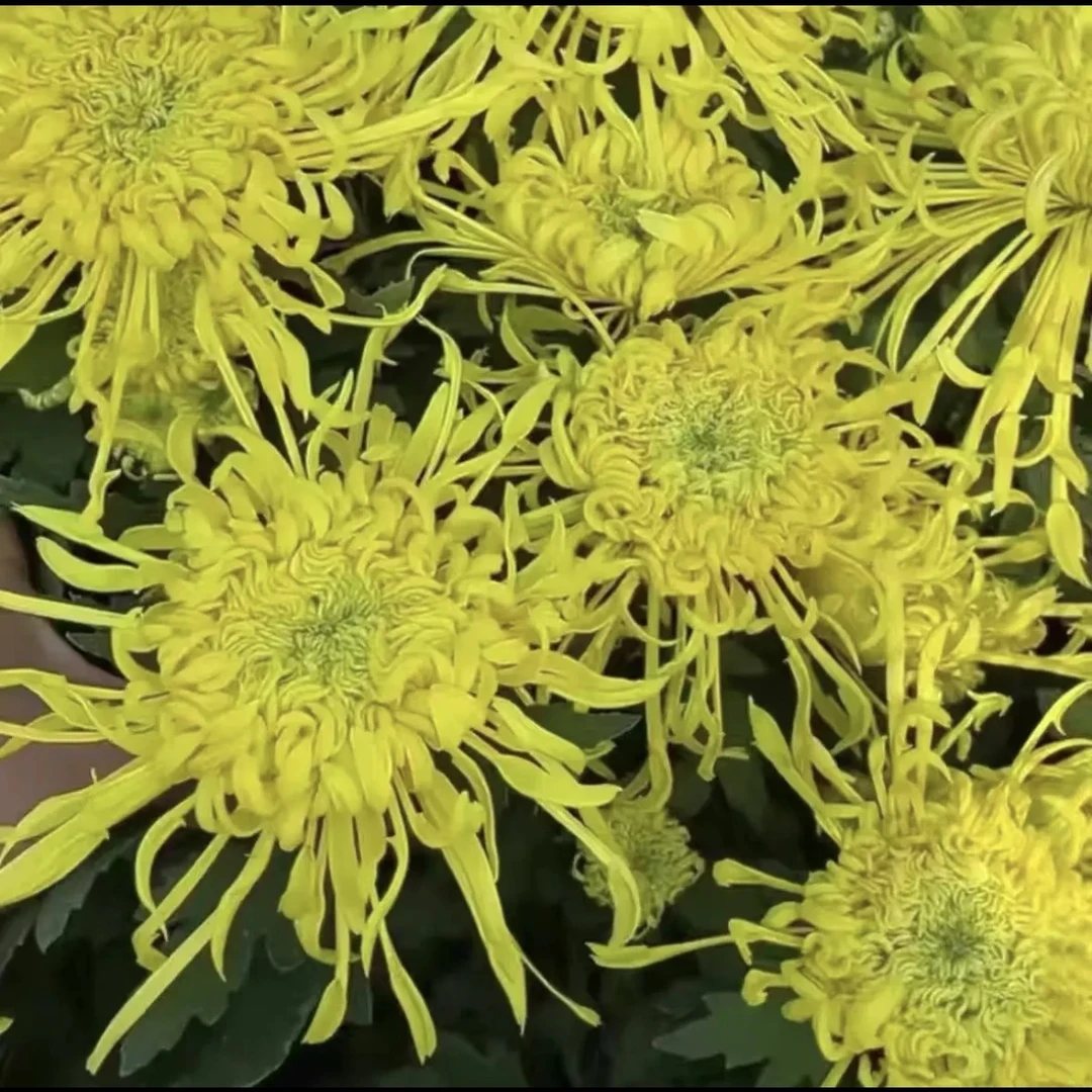 【金丝麦浪】可食用九月大菊泡茶去火菊花盆栽