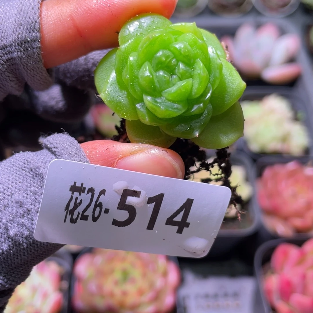 花利美26-514珍妮