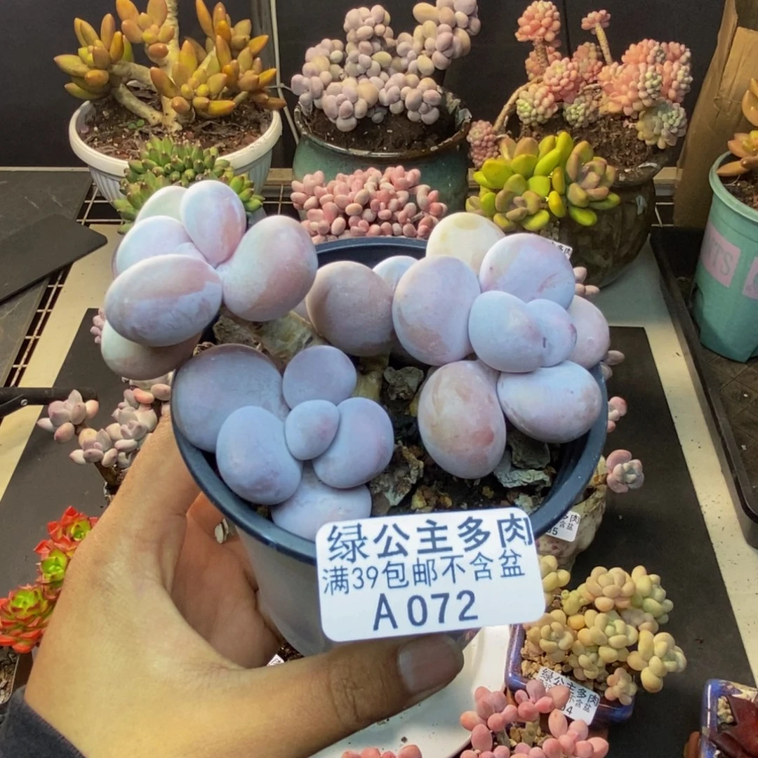 072水光针多肉8cm