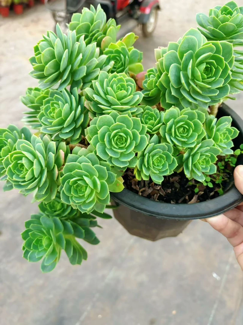 （绿蔷薇）新手好养 脱土发（任意2单包邮）好运来多肉植物 云南基地