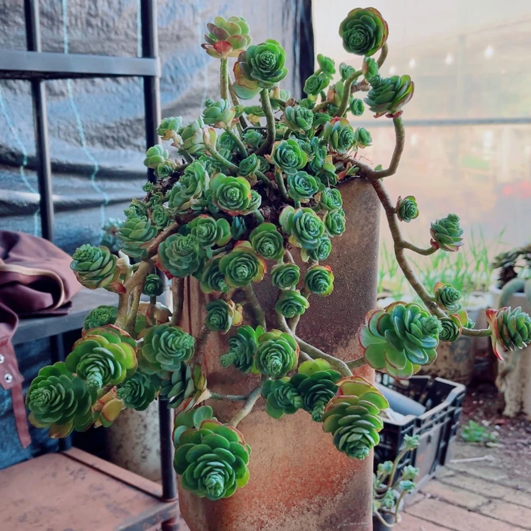 阿*薄化妆一物一拍