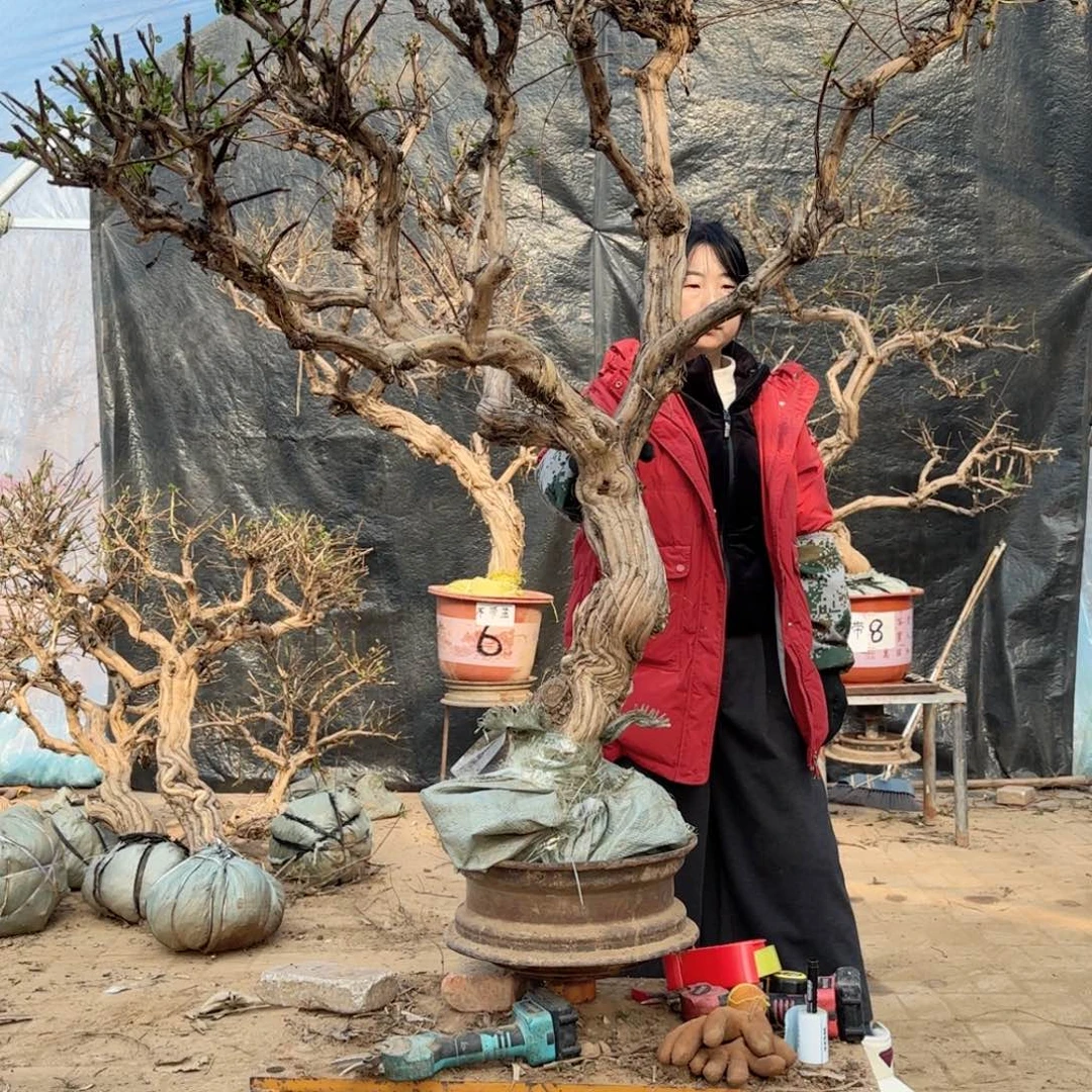 麦***3金银花金银花金银花