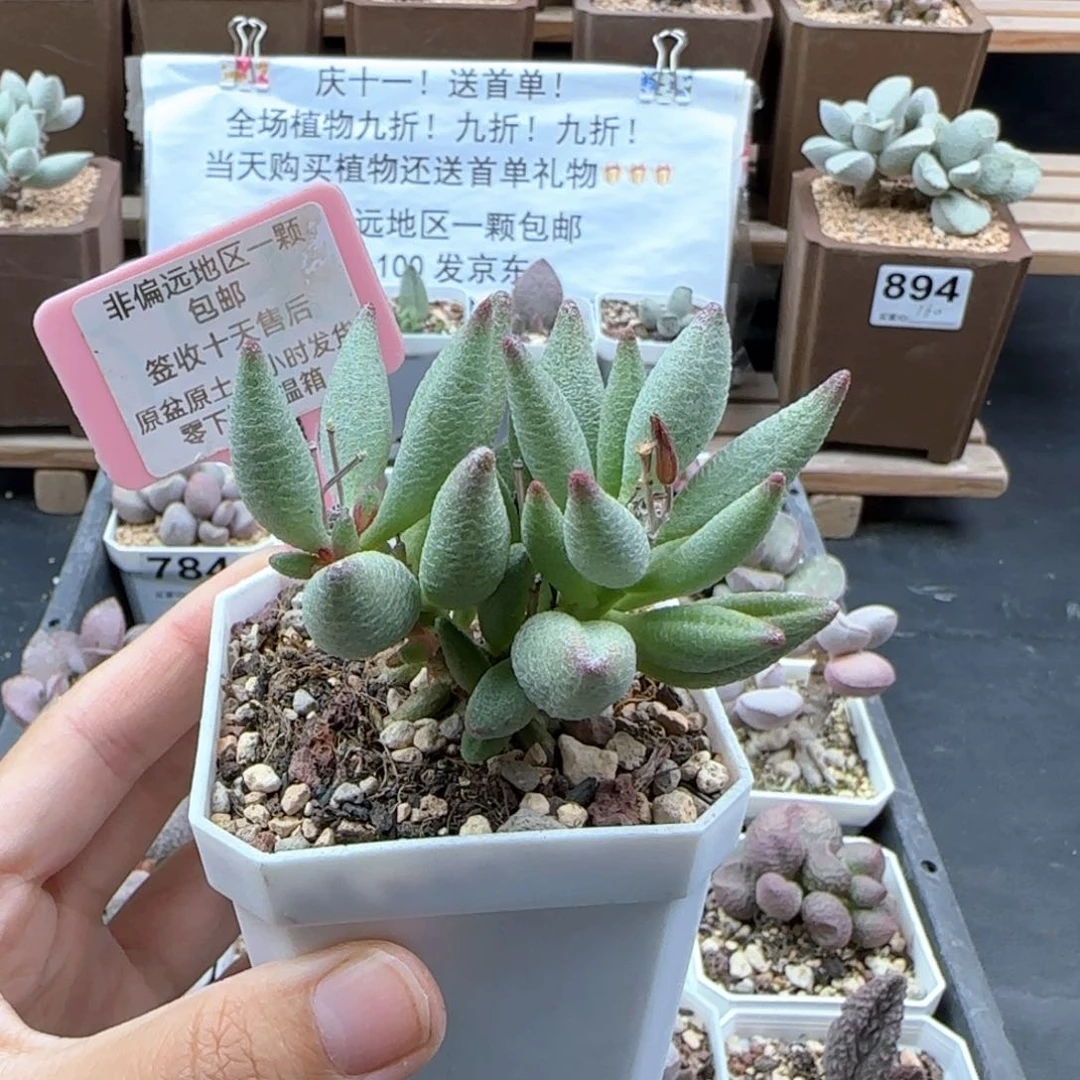 613大红嘴多肉植物
