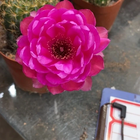 捉*你就可以不吃零食看书