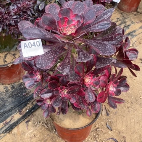 相**生丽娜捧花一物一拍