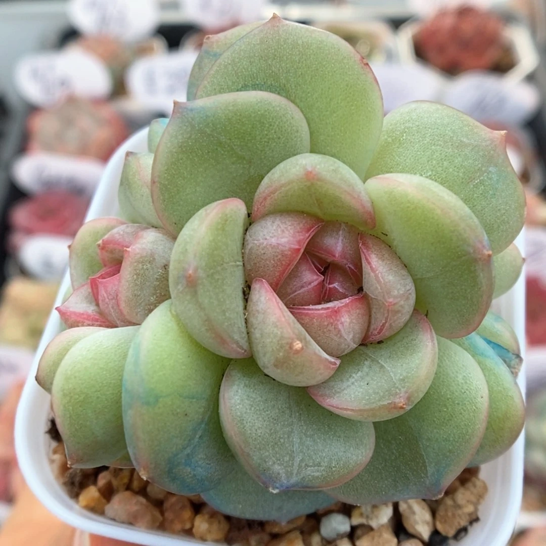 香雪海群生可拍491号。