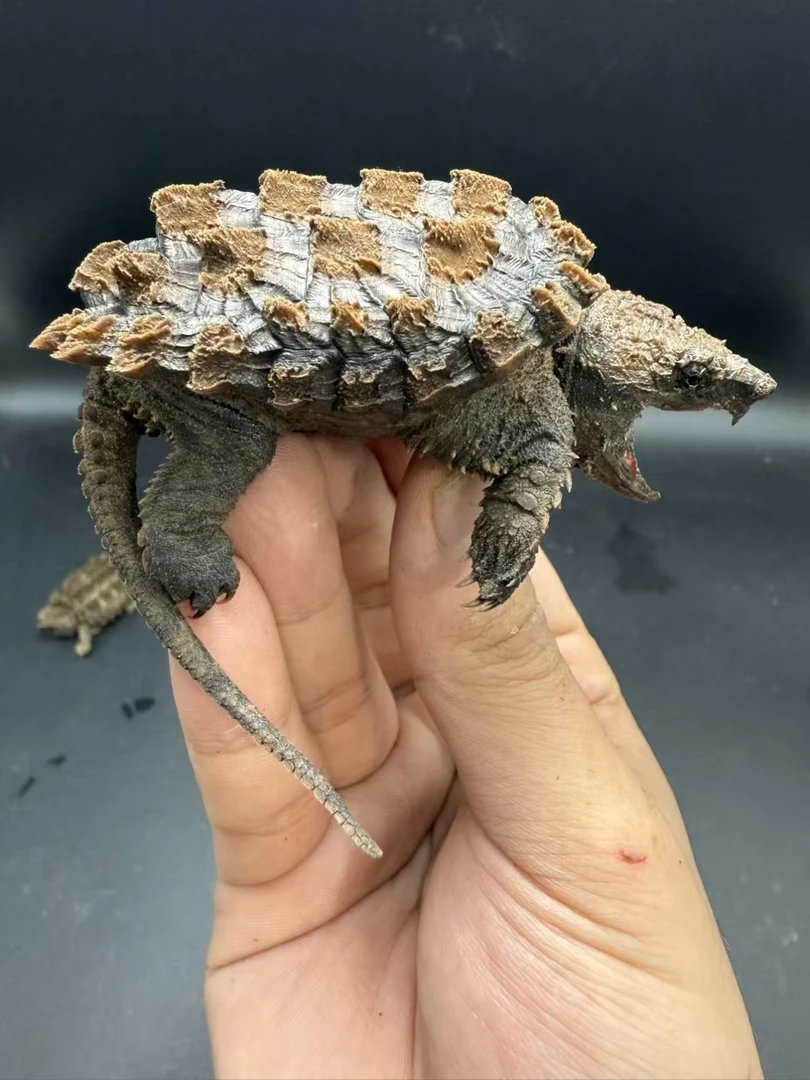活体宠物小鳄龟真鳄龟佛鳄龟高背修长甲大龙尾鳄龟