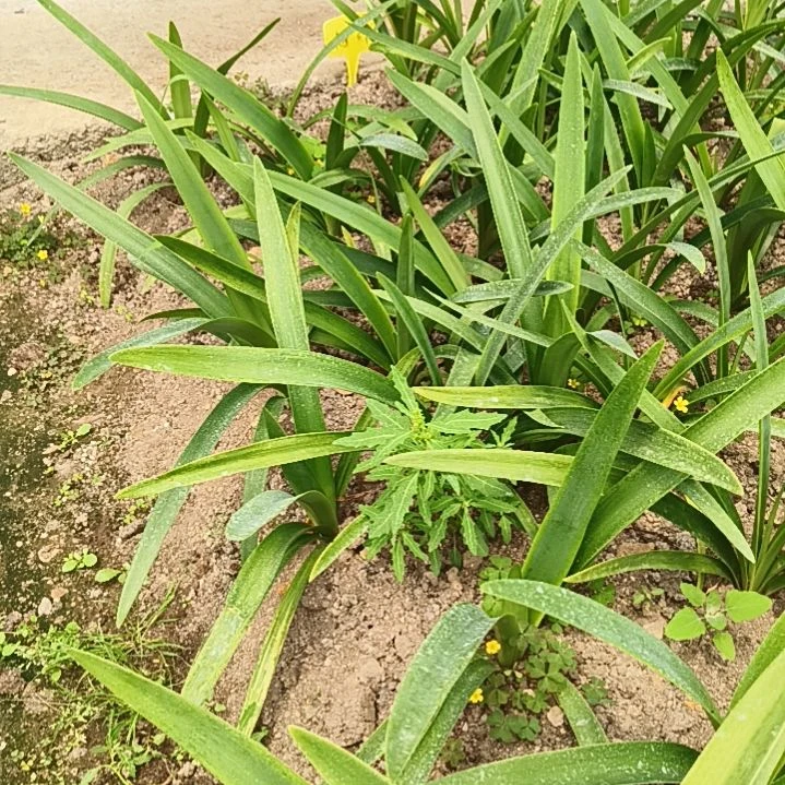 穷***心完全开放唐仙4+ 朱