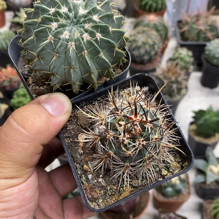 无***虑实生白狮子幻虾两颗特价