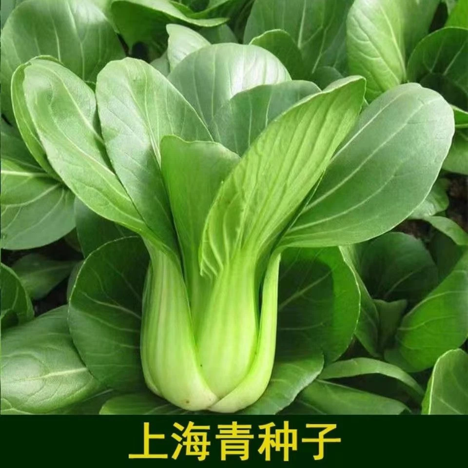 上海青种子小青菜种籽秋冬盆栽小油菜青梗菜种籽四季蔬菜种子大全
