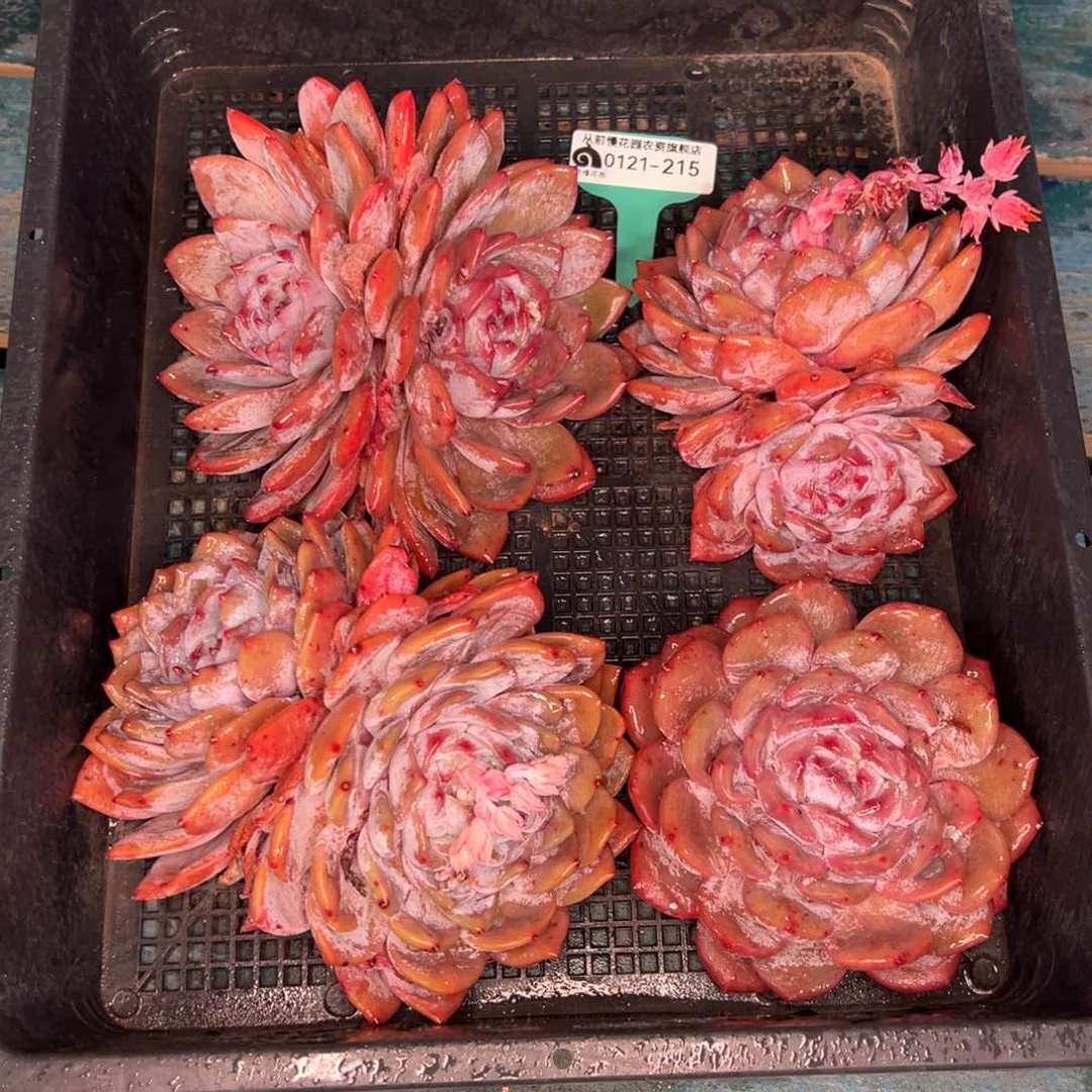 从前慢多肉精选编号0121.215